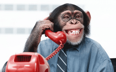 Even monkeys are capable of selling final expense insurance